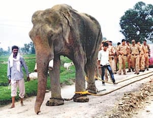 mohan elephant