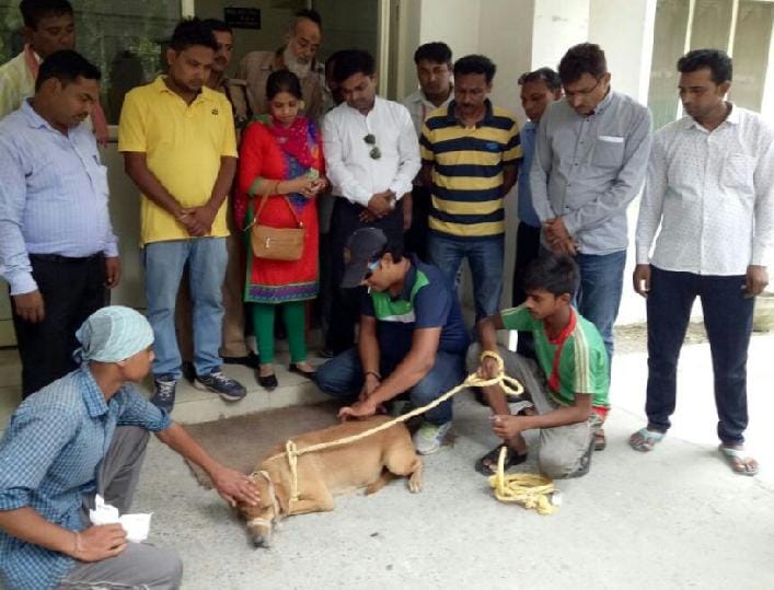150 stray dogs planted vaccine injection