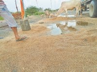 fatehabad, wheat, waste wheat, gujrat, harayana
