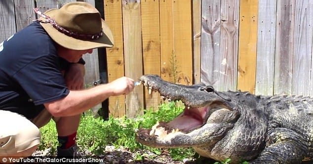 Florida man shares video of him brushing his alligator Chomper's teeth