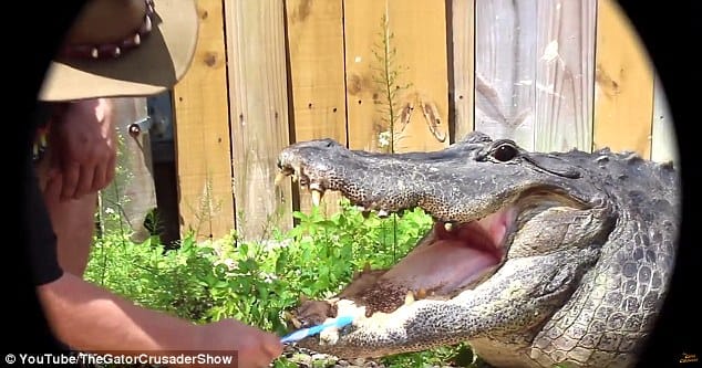 Florida man shares video of him brushing his alligator Chomper's teeth