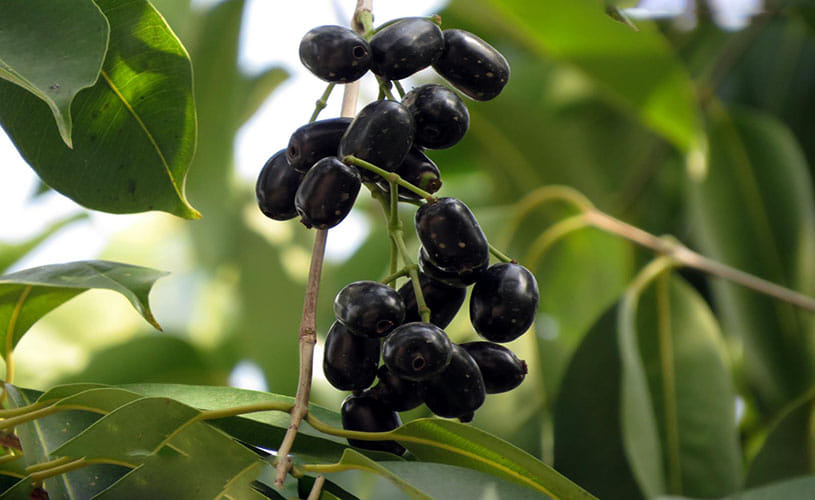 health benefits of the jamun