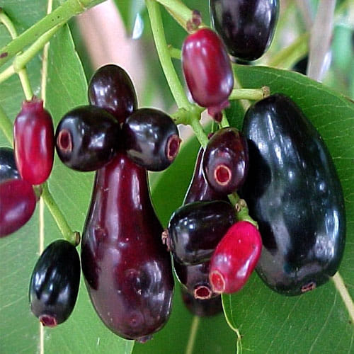 health benefits of the jamun