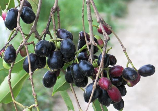 health benefits of the jamun