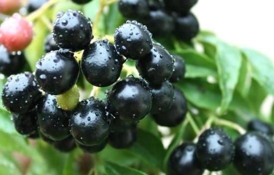 health benefits of the jamun