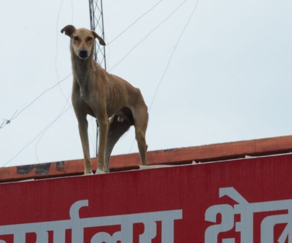 an interesting pic of hazratganj police station lucknow.