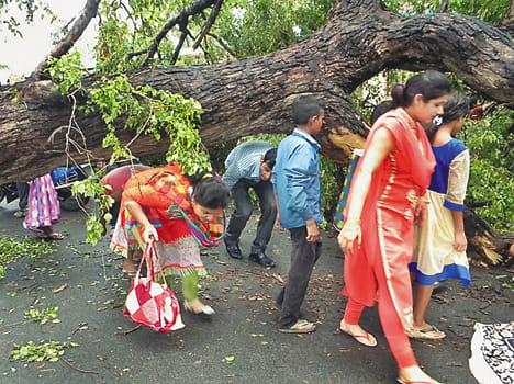 Falling trees in local shoppers stampede, major disaster averted
