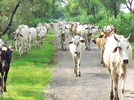 Cattle eat the crops