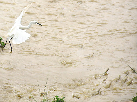 The ganga cross the warning point on Barrage