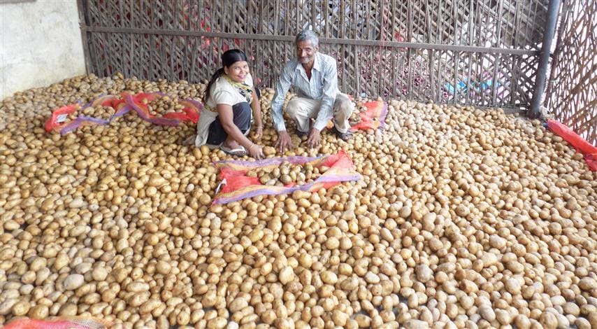 Potato prices rose Centre