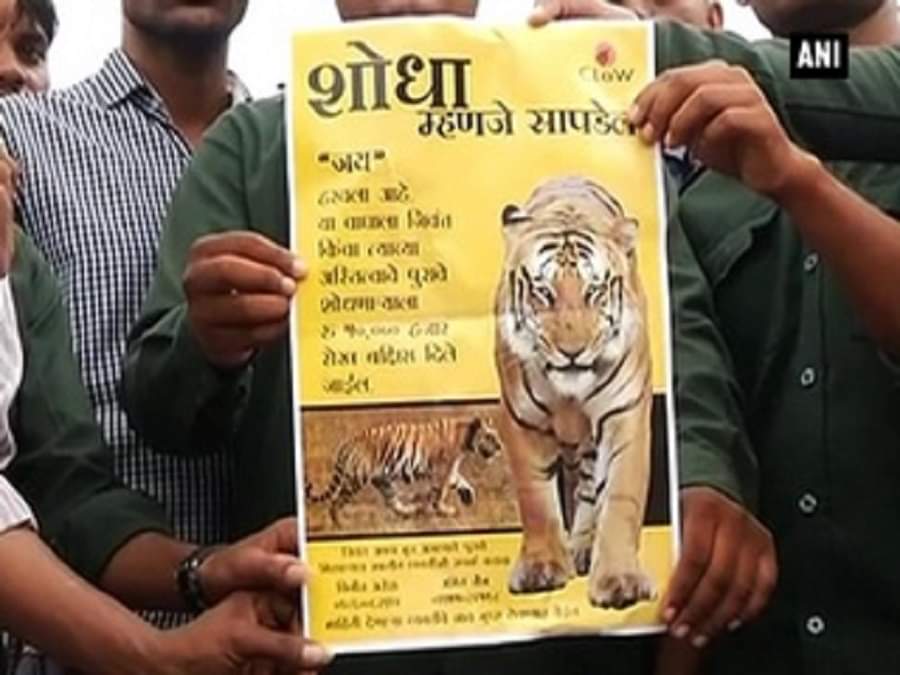 बाघ लापता