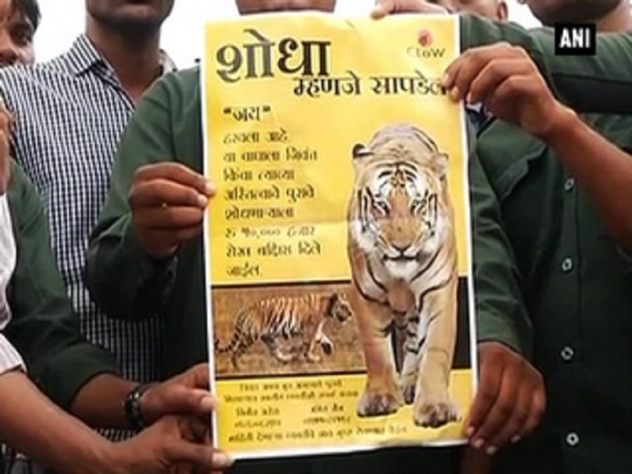 बाघ लापता