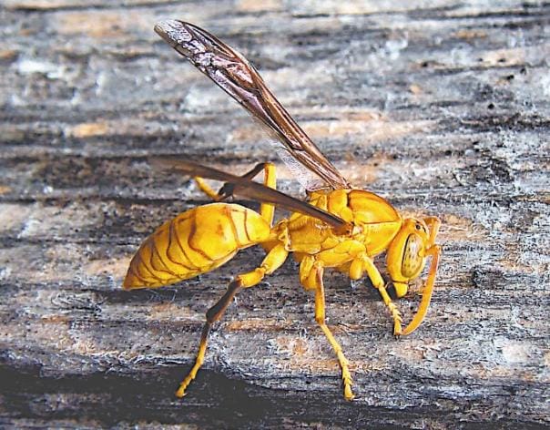 Wasp bites student killed