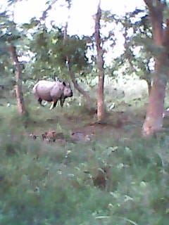 Rhinoceros destroying Crop, farmers