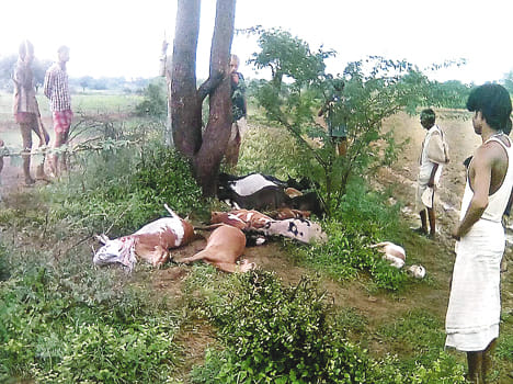 Three farmers were killed by lightning