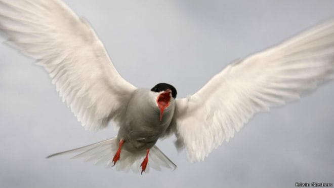 These birds flying miles in once
