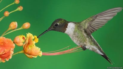 These birds flying miles in once