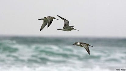 These birds flying miles in once