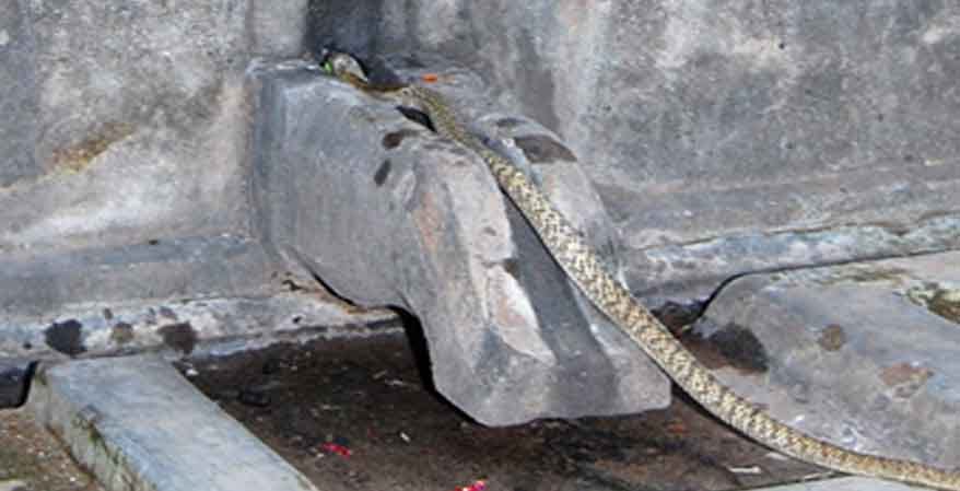 nag panchmi why people offering milk to snake