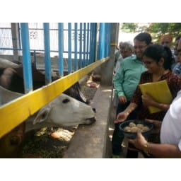 sirsa, cow shadow, money, daily, sirsa
