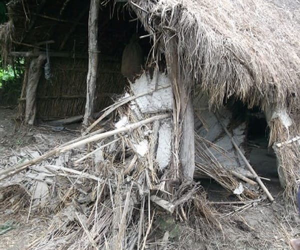 Elephants created terror in bahraich.