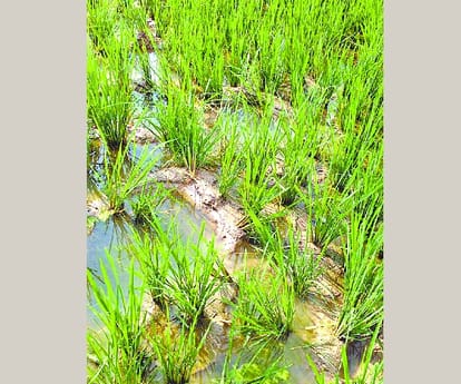Elephants created terror in bahraich.