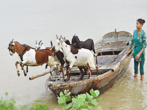 Ganga increased exodus from Katari