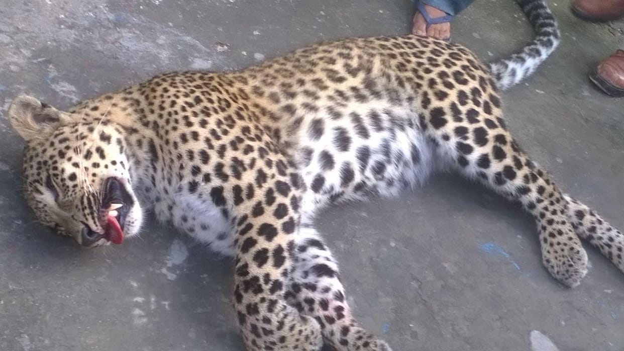 man eater leopard killed in tehri