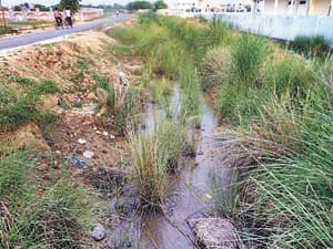 yamuna rever