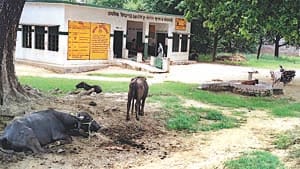 primery school kaushambi