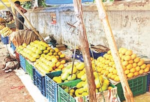 profit in mango traders