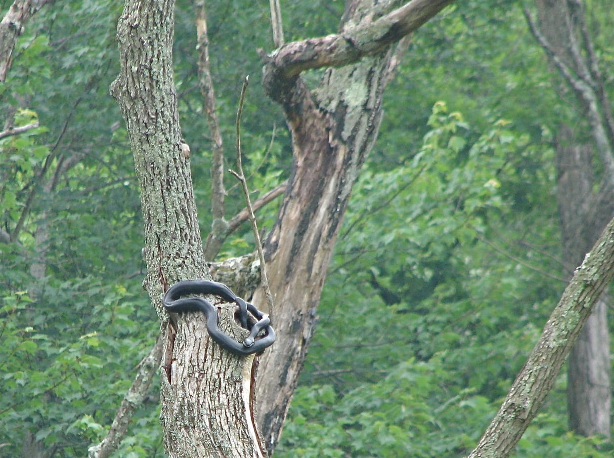 Uttarakhand news: Rare snake found in Dehradun, he jumps on trees
