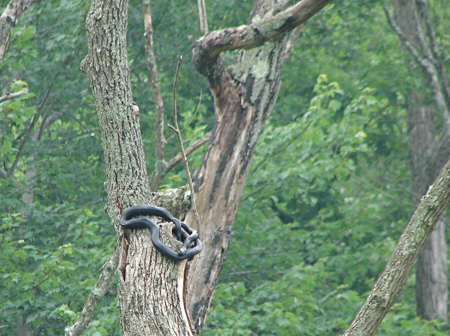lucky sign of cobra