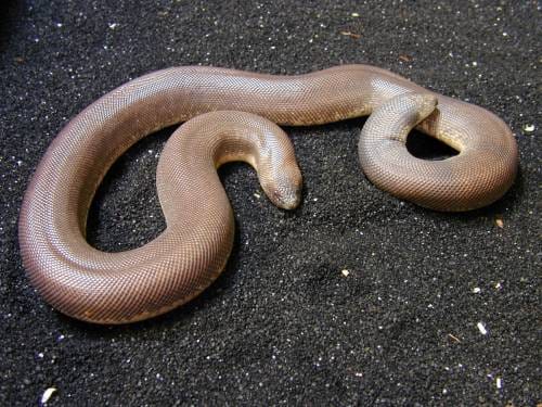 lucky sign of cobra