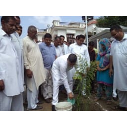 tree, haryana, yamunanagar