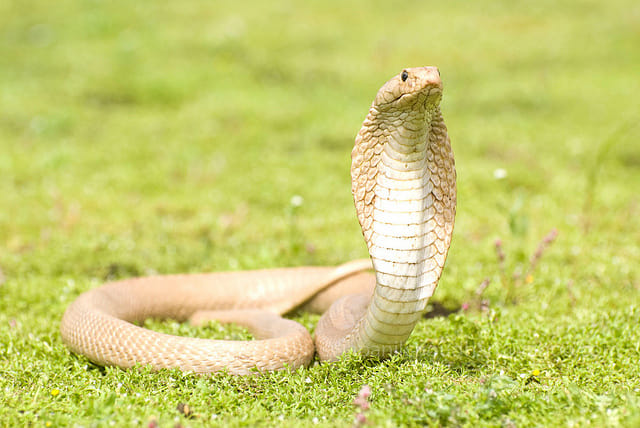 lucky sign of cobra