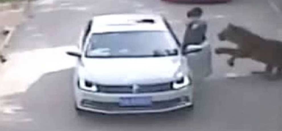 lion took woman in his jaw, the other women also lost life