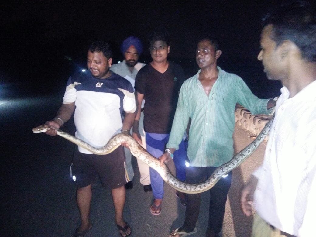 Ajgar, python, 12 feet long ajgar found, snake, python at Sukhna lake,chandigarh, 