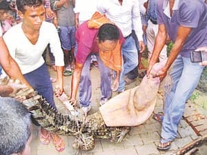 Villagers in the crocodile grabbed Dadnpur