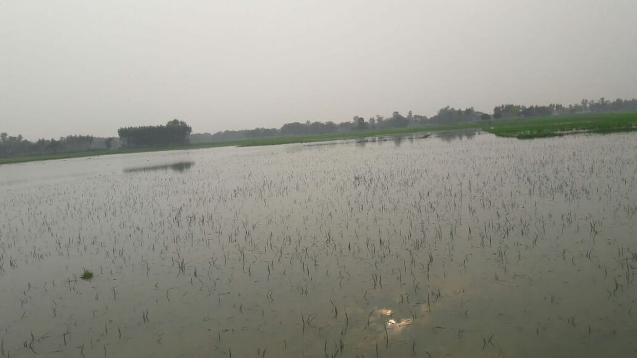 crop of 300 acres Steeped 