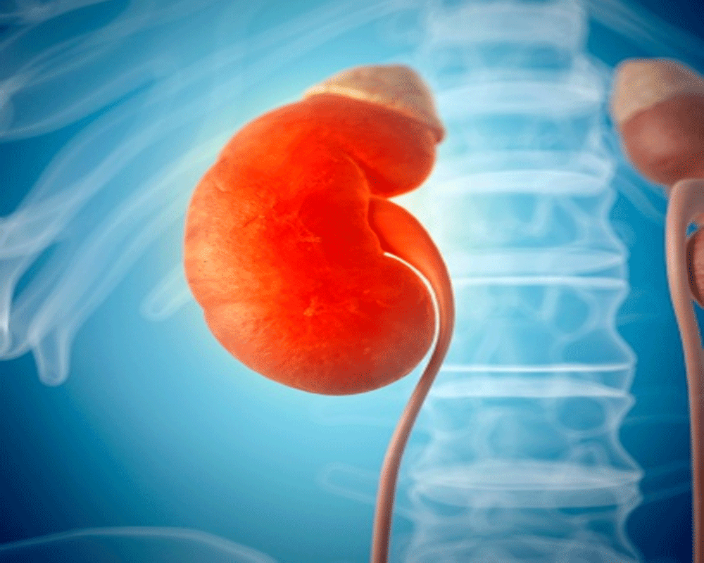 expert says covid-19 recovered can donate kidney