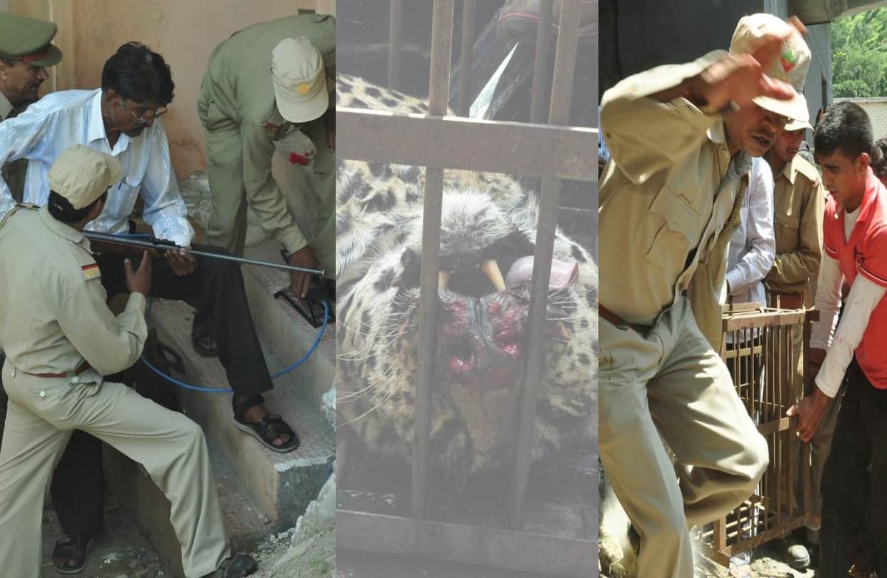 leopard caught by villagers and forest team.