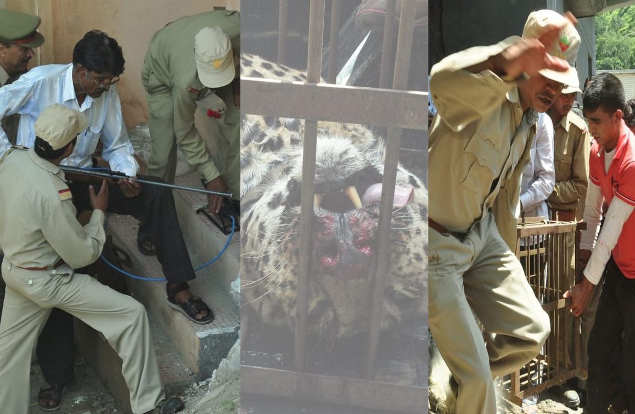 leopard caught by villagers and forest team.