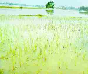 Lodi nala blocked, crop under water