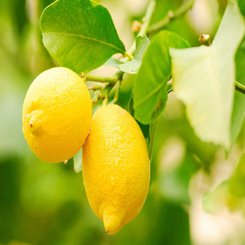 Home Remedies for Toothache
