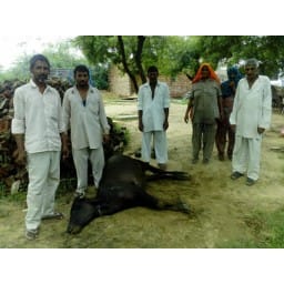 dead 12 animals, due to drink wather, jind