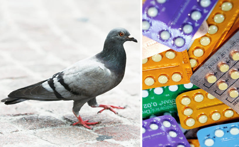 Pigeons put on the pill to stop reproduction