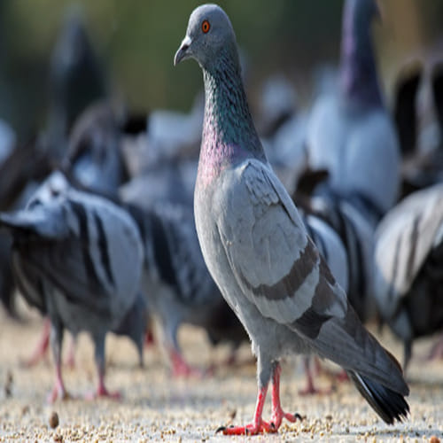 Pigeons put on the pill to stop reproduction