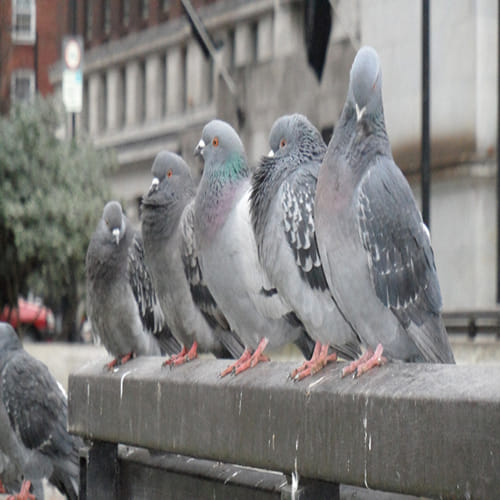 Pigeons put on the pill to stop reproduction