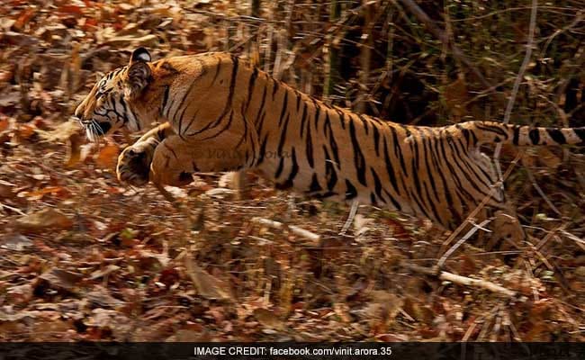 Prayers and Sacrificial ladle for missing Tiger Jay